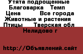Утята подрощенные “Благоварка“,“Темп“ › Цена ­ 100 - Все города Животные и растения » Птицы   . Тверская обл.,Нелидово г.